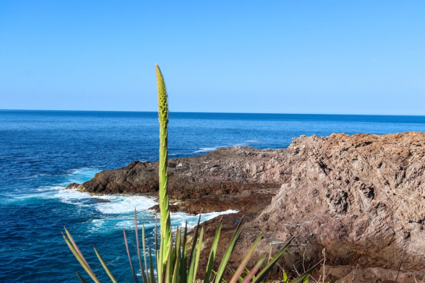 Imagen de un cactús con el mar de fondo